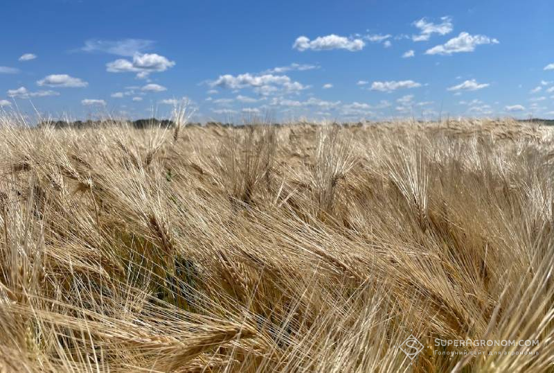 Посіви озимого ячменю